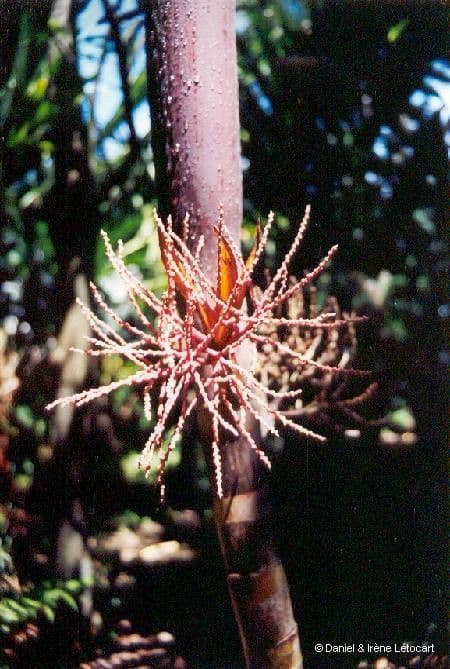 Actinokentia 3
