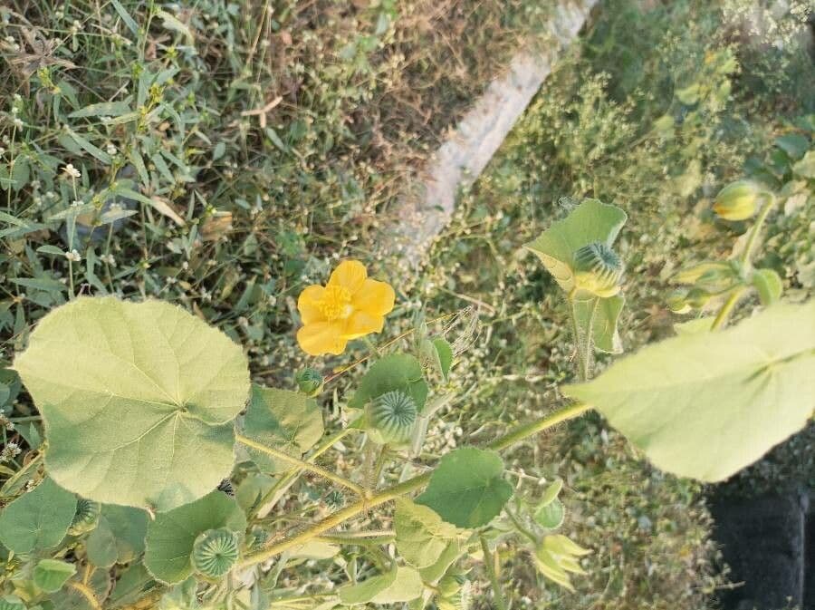 Abutilon 18