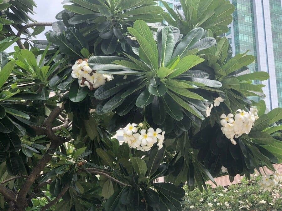 Frangipani 15