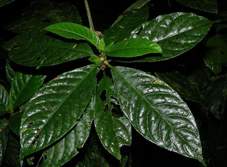 Ruellia 2