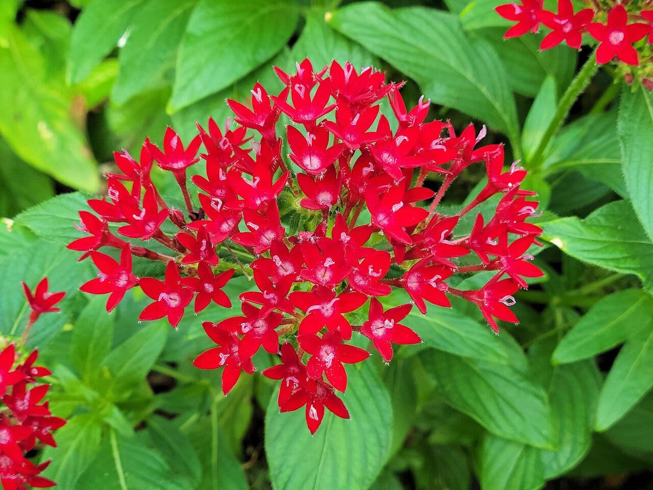 Pentas 5