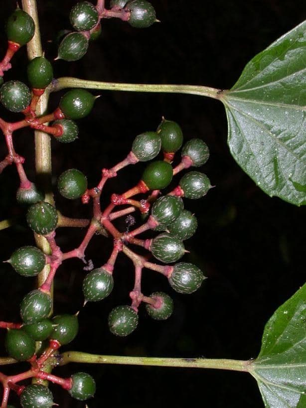 Cissus dwulistny 4