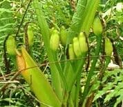 Xanthosoma 4