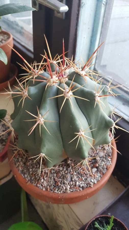 Cactus a botte 5