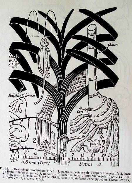 Dendrobium 7
