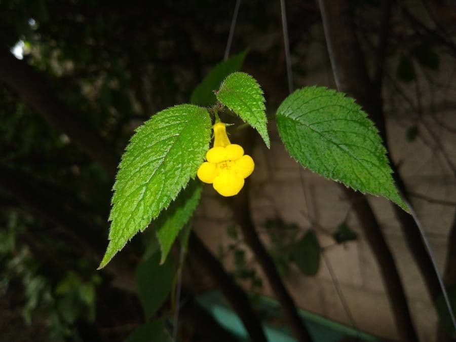 Achimenes
