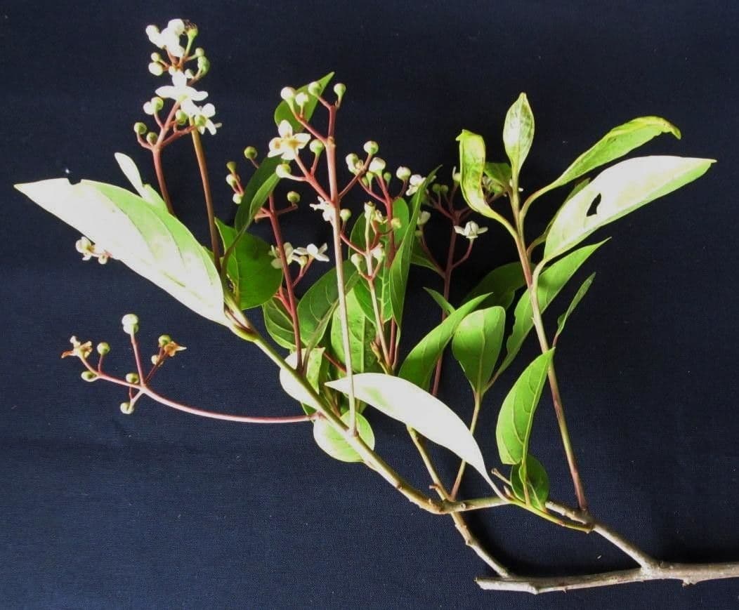 Nectandra 8