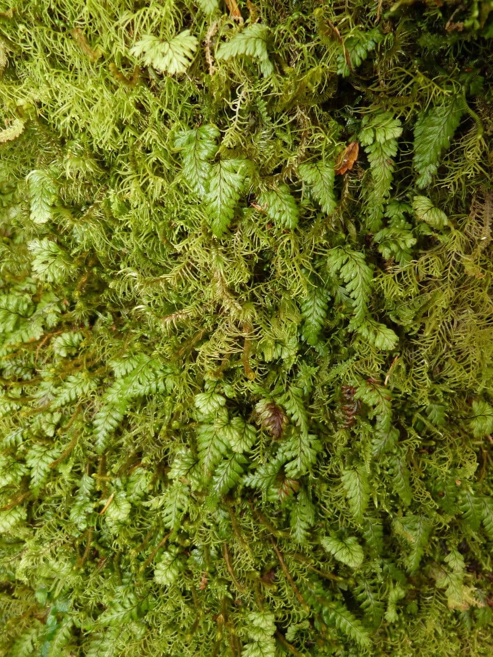 Hymenophyllum 4