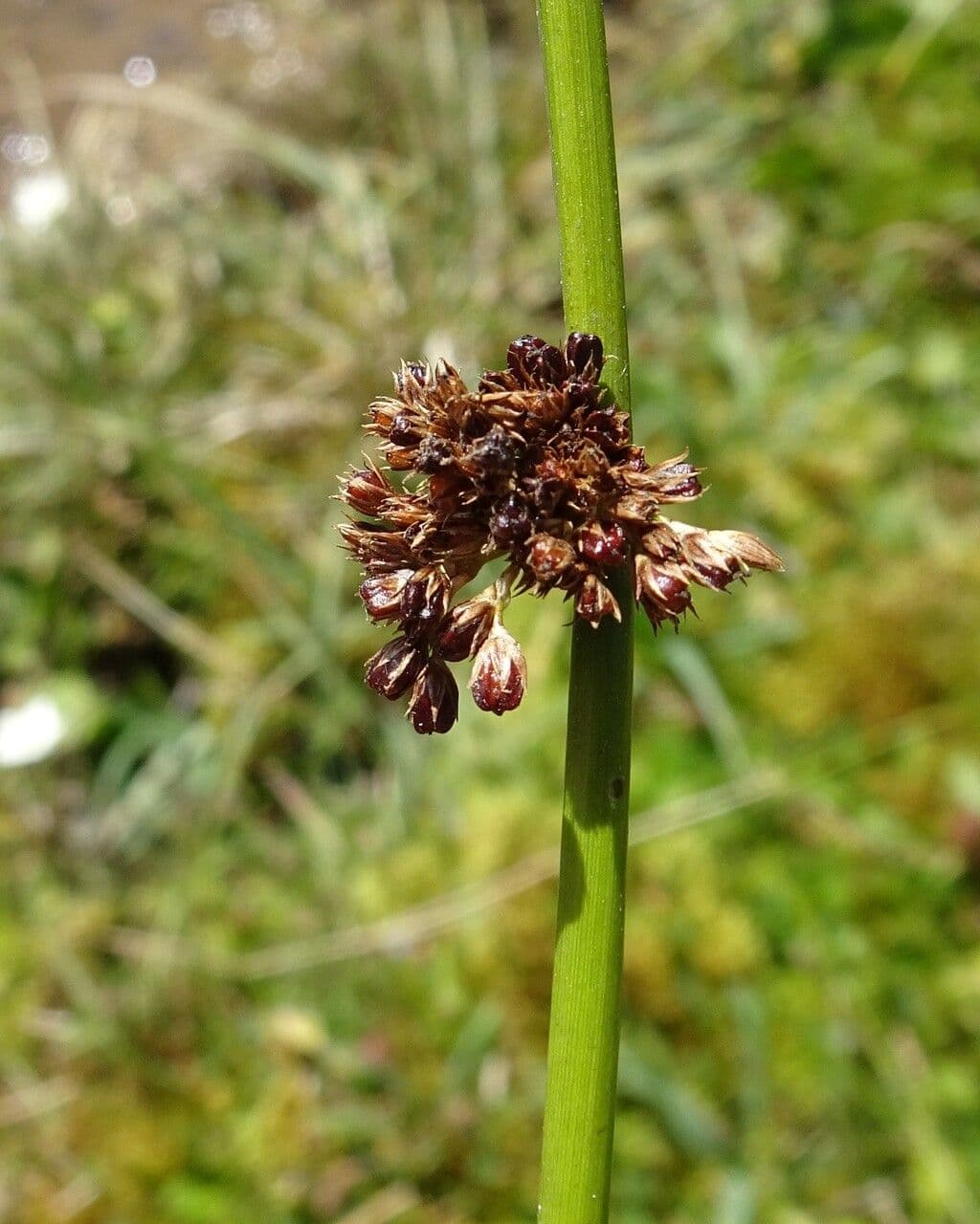 Giunco conglomerato 9