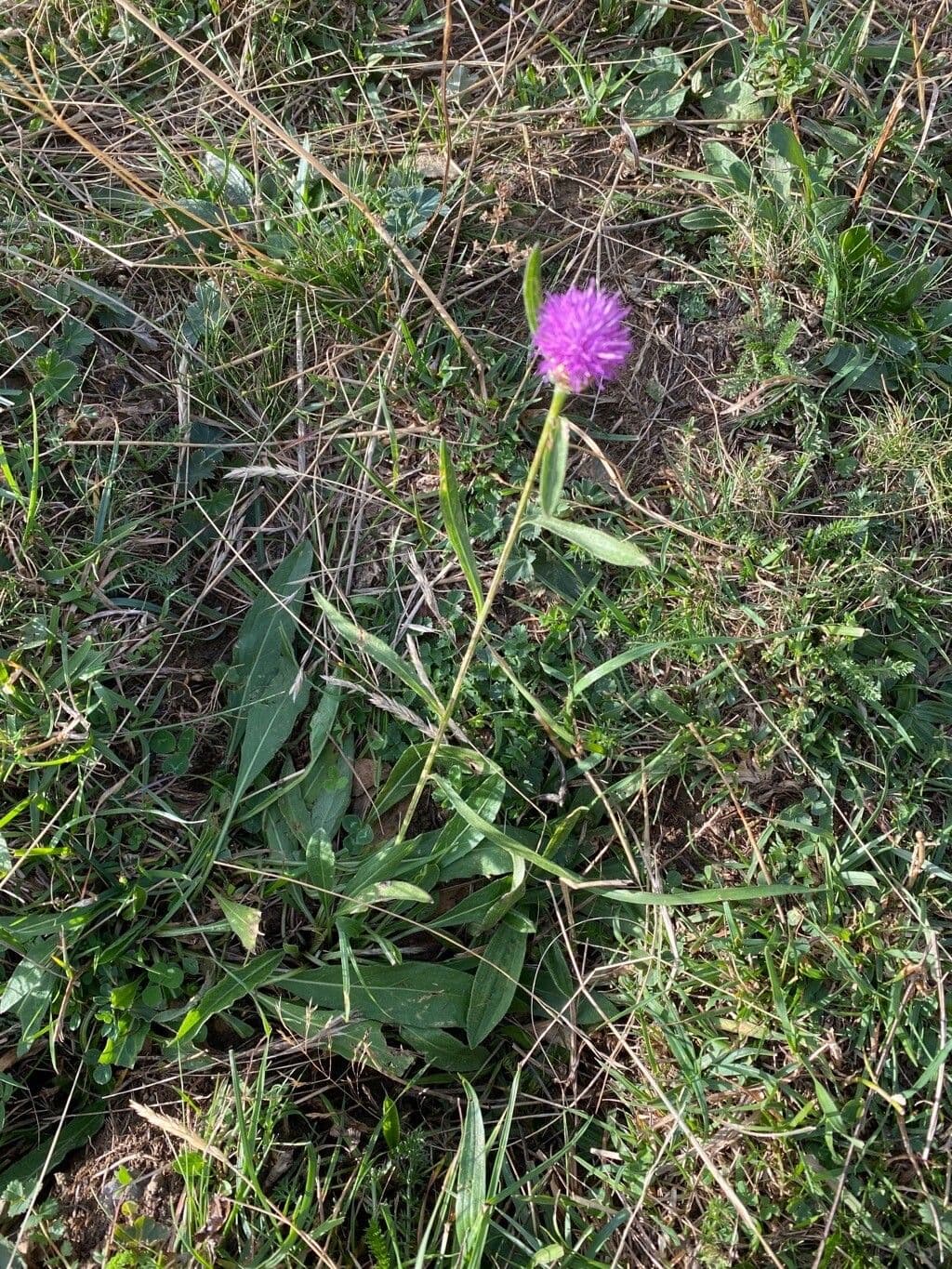 Centaurée jacée 11