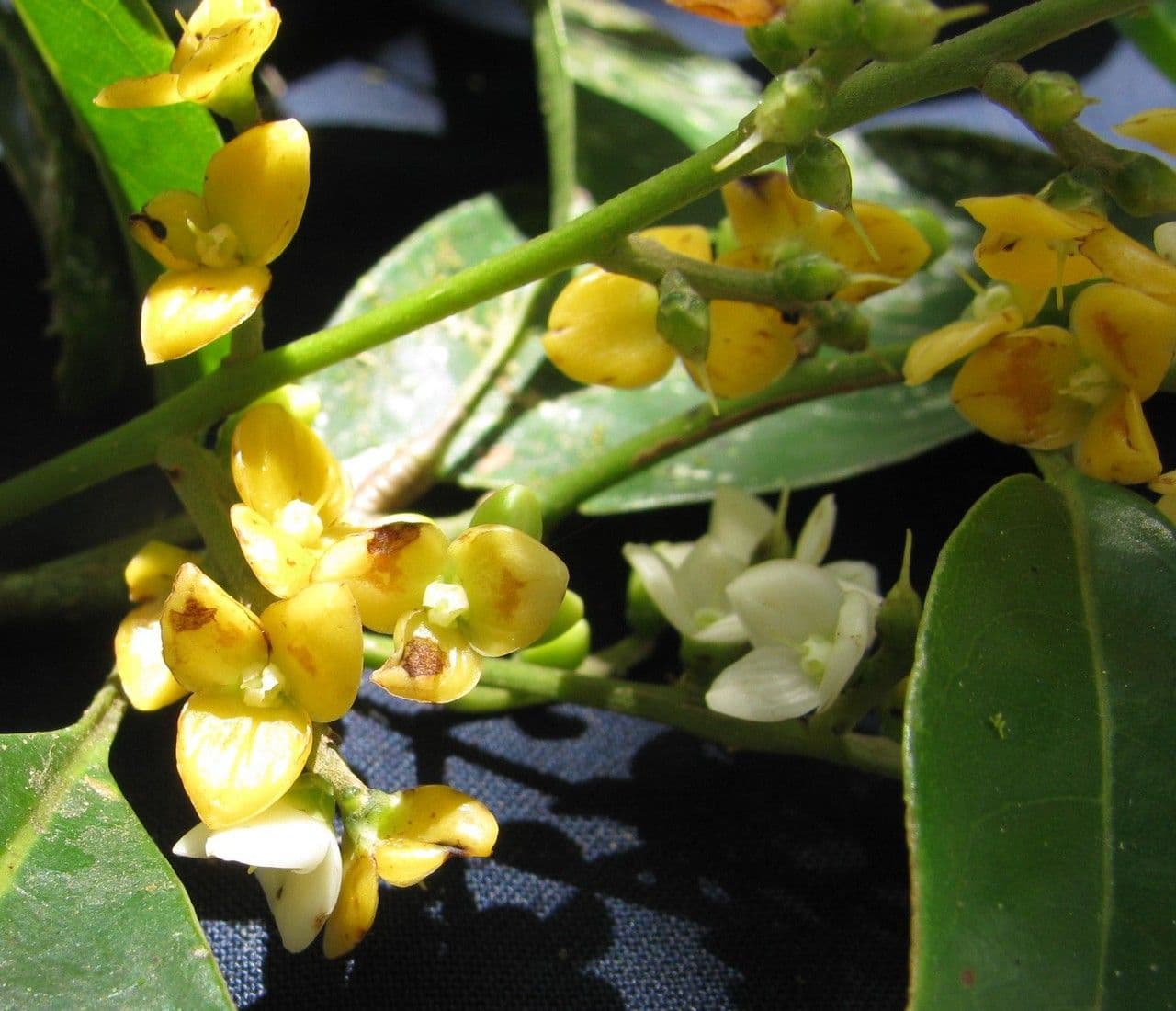 Meliosma 10
