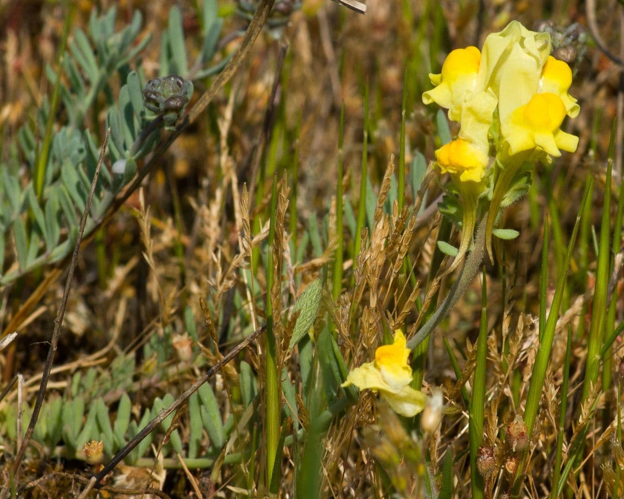 Linaria supina 27