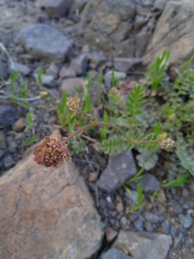 Salad burnet