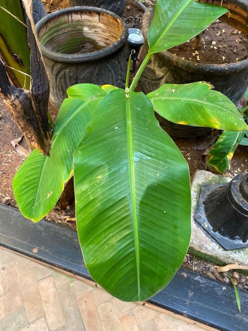 Heliconia eretta 15