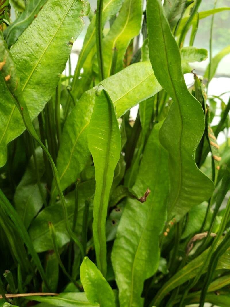 Leptochilus 2