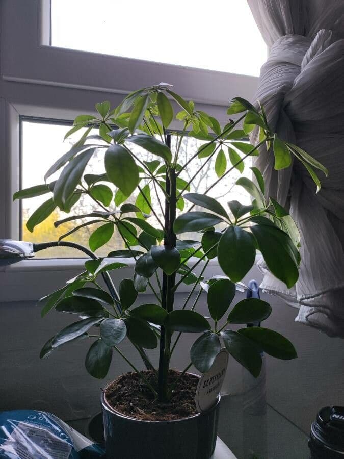 Schefflera arbicole 27