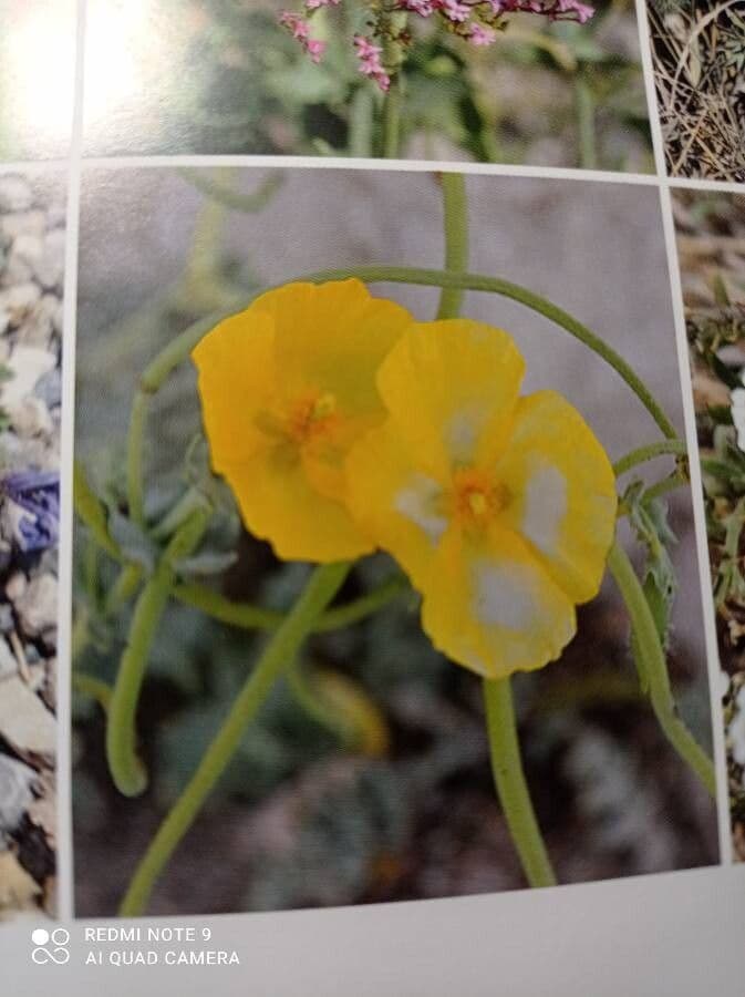 Amapola de San Benito 2