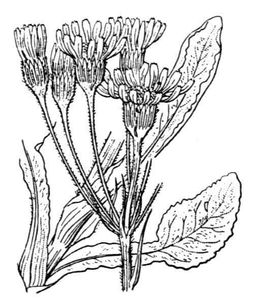 Tephroseris helenitis 38