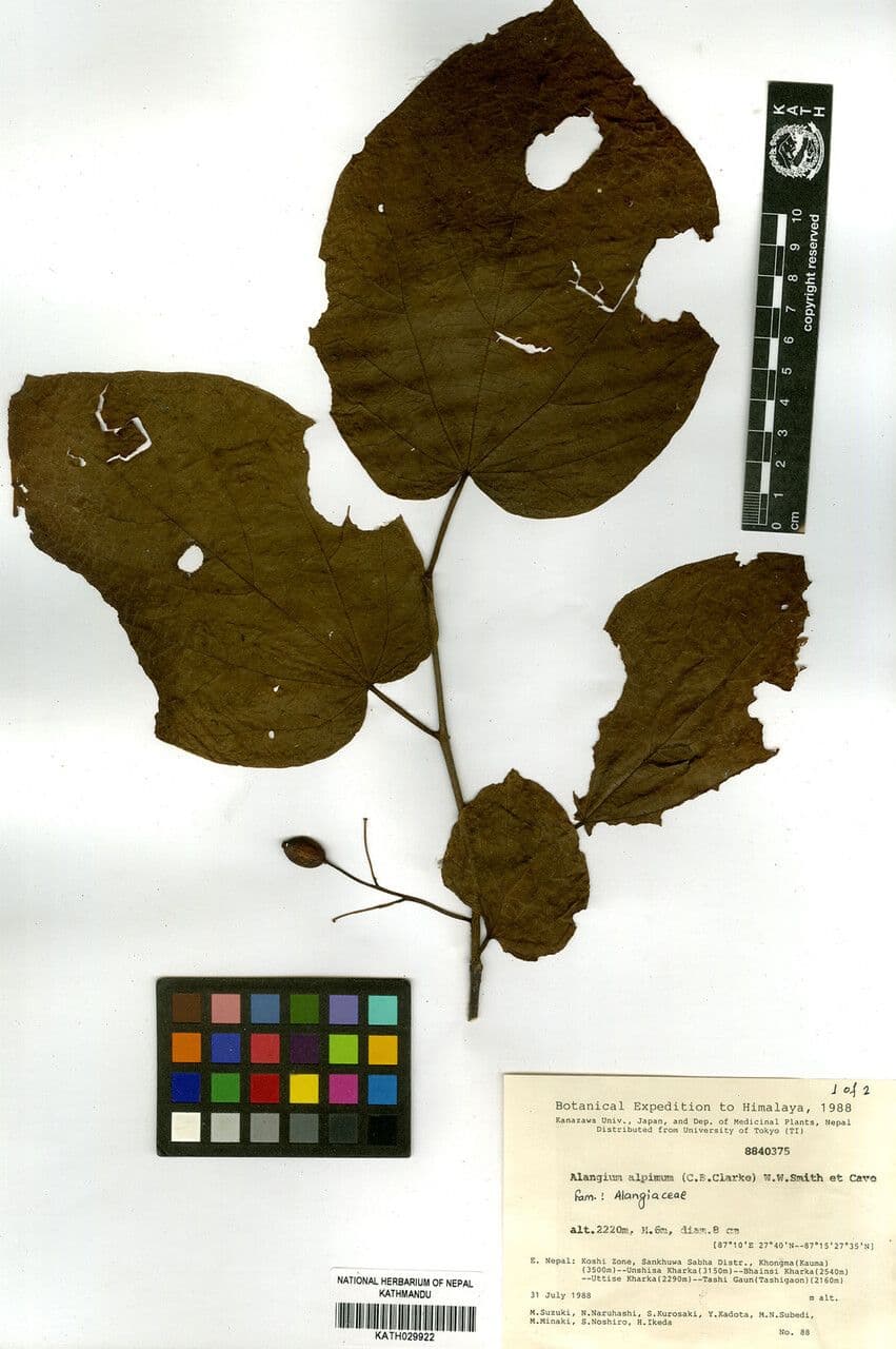 Alangium alpské 3