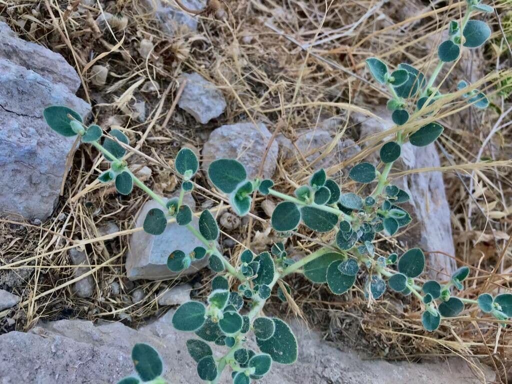 Petiolate Spurge 17