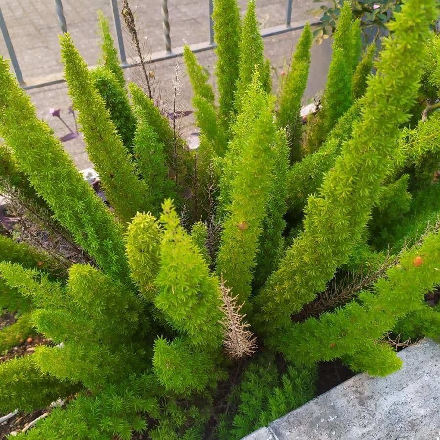 Garten-Spargel 19