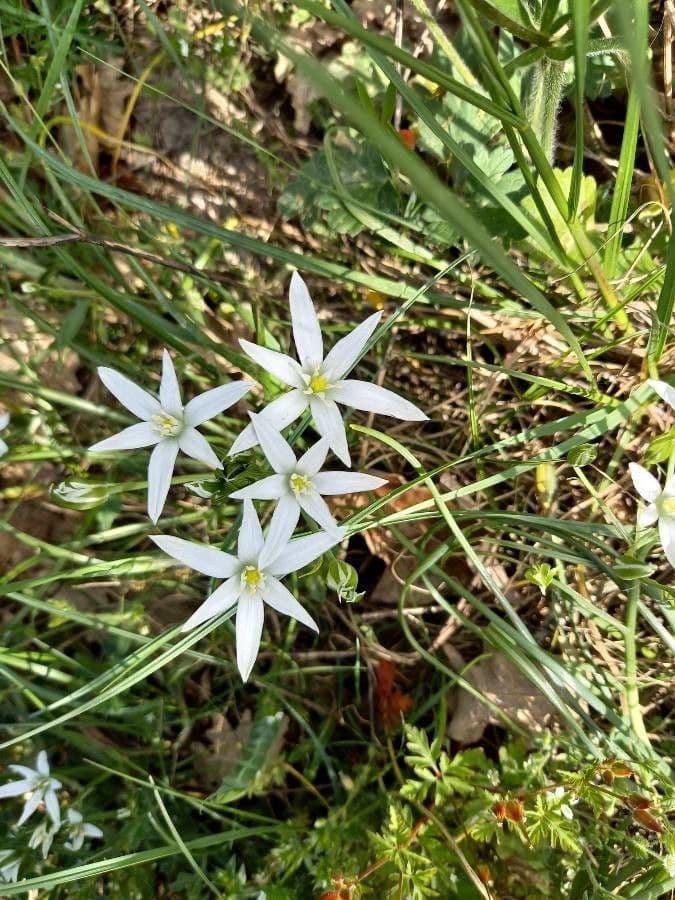 Ornithogale branchu 25