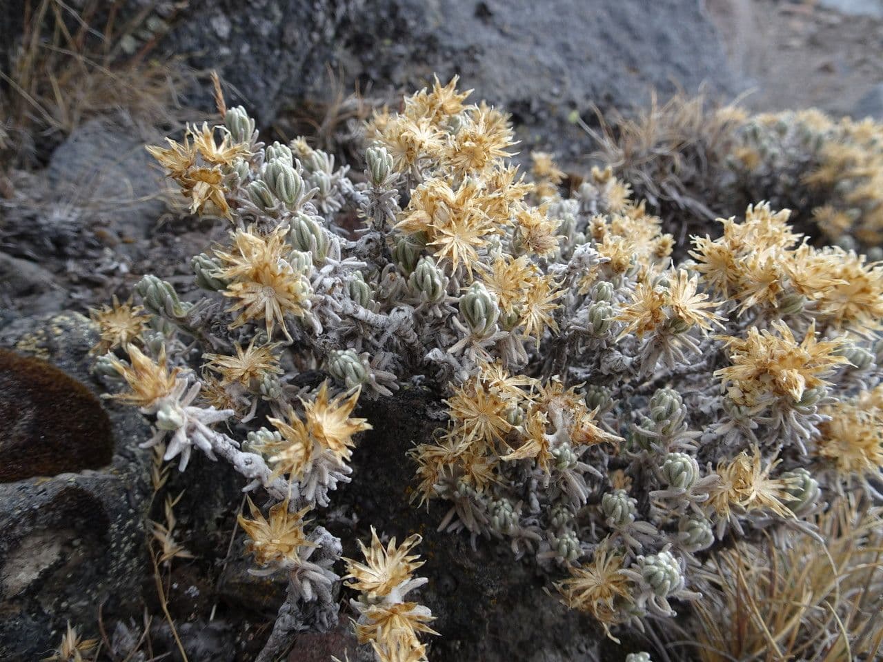 Gnaphaliothamnus 2
