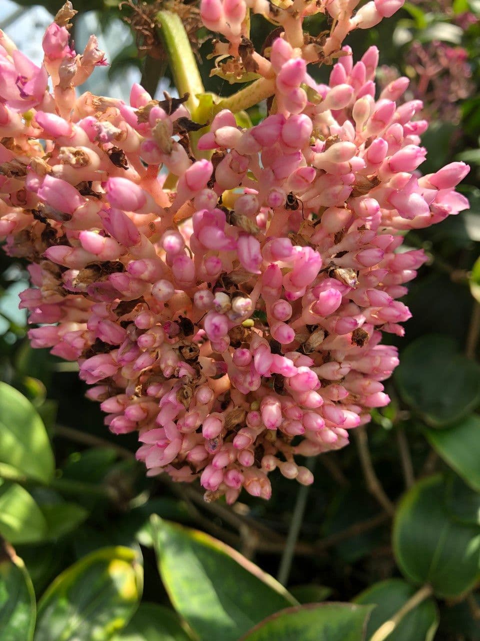 Medinilla 8