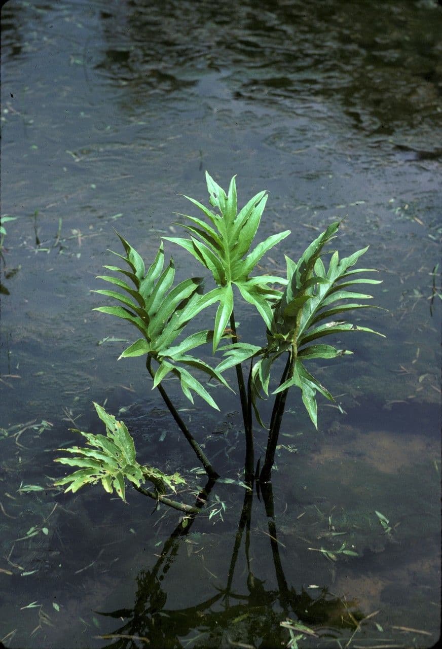 Lasia spinosa 3