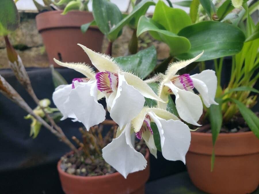 Dendrobium squisito