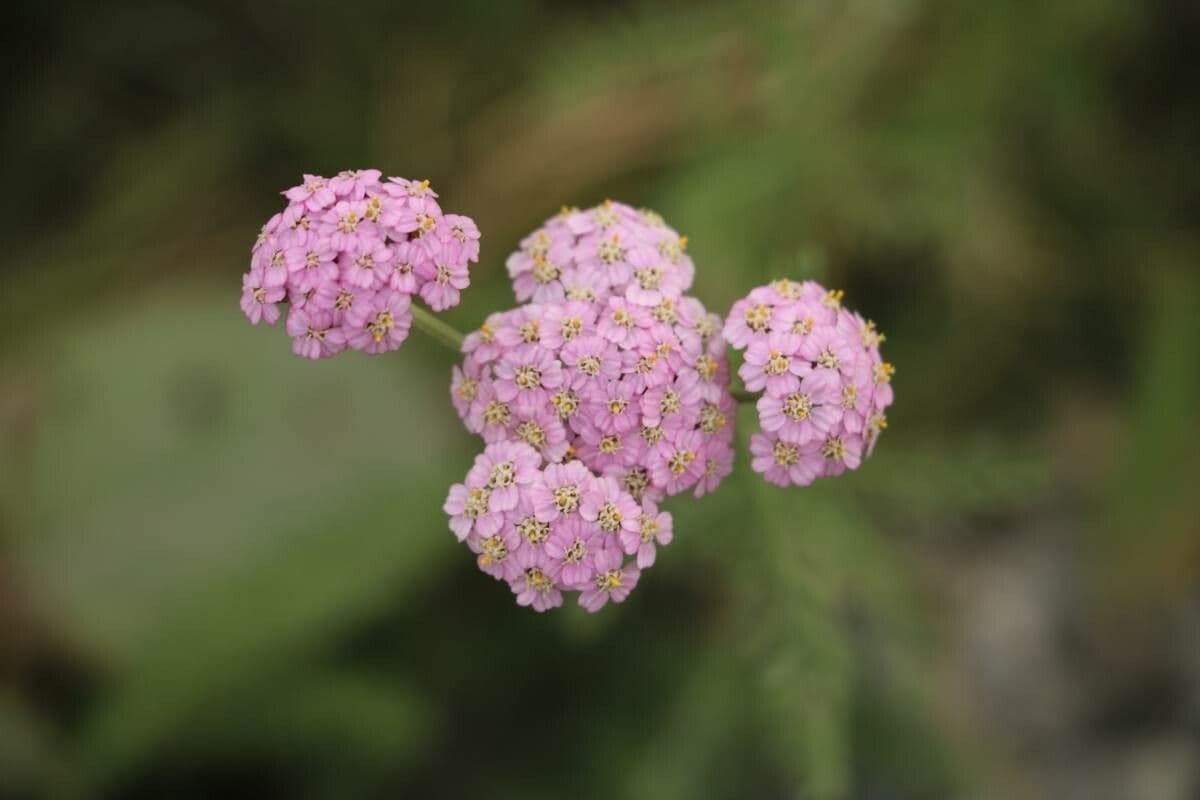 Achillée alpine 4