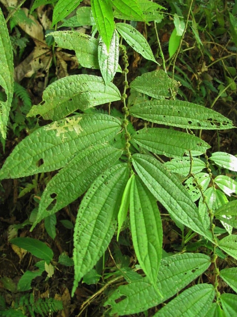 Boehmeria à feuilles d'orme 4