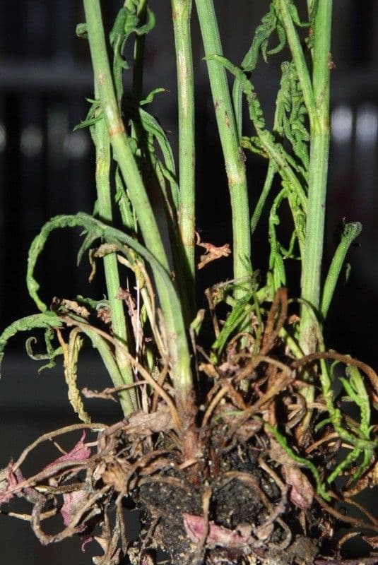 Rumex 23