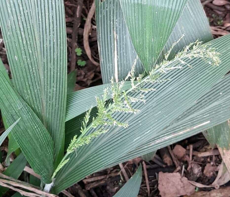 Setaria palmata 5