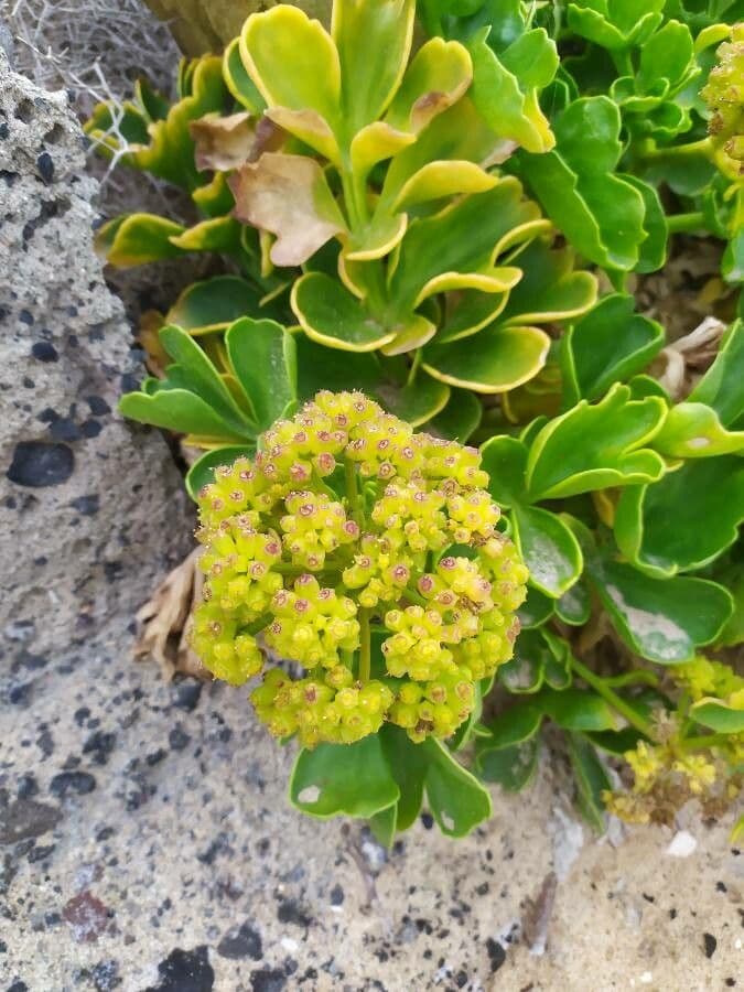 Astydamia 7