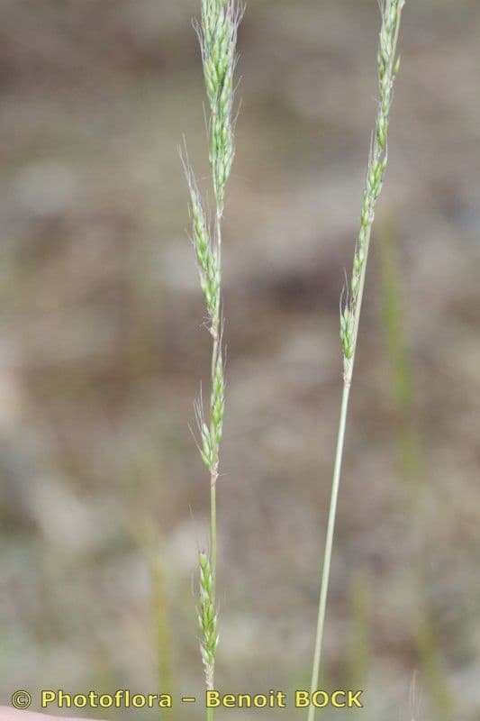 Apera interrupta 15