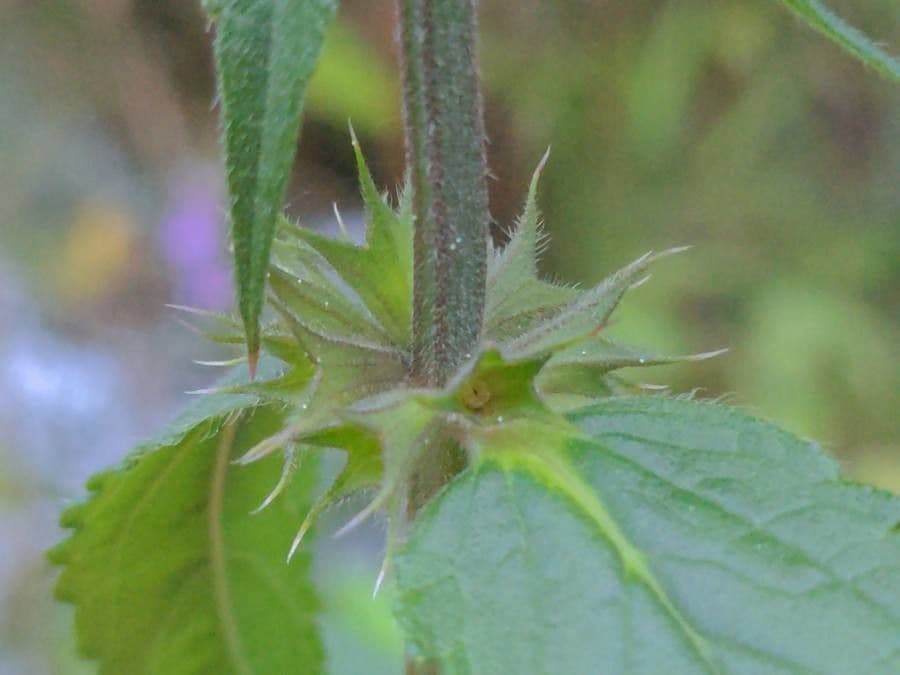 Betonica palustre 27