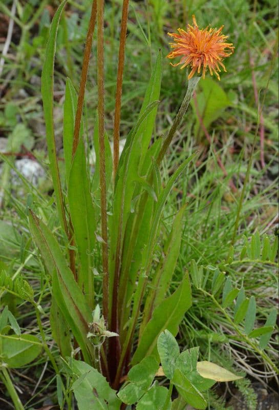 Orangefarbige Schafgarbe 10