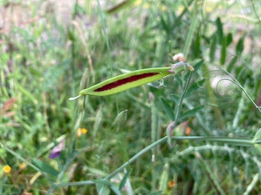 Cicerchia clymenum 4