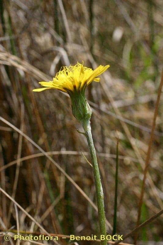 Scorzonera minore 22