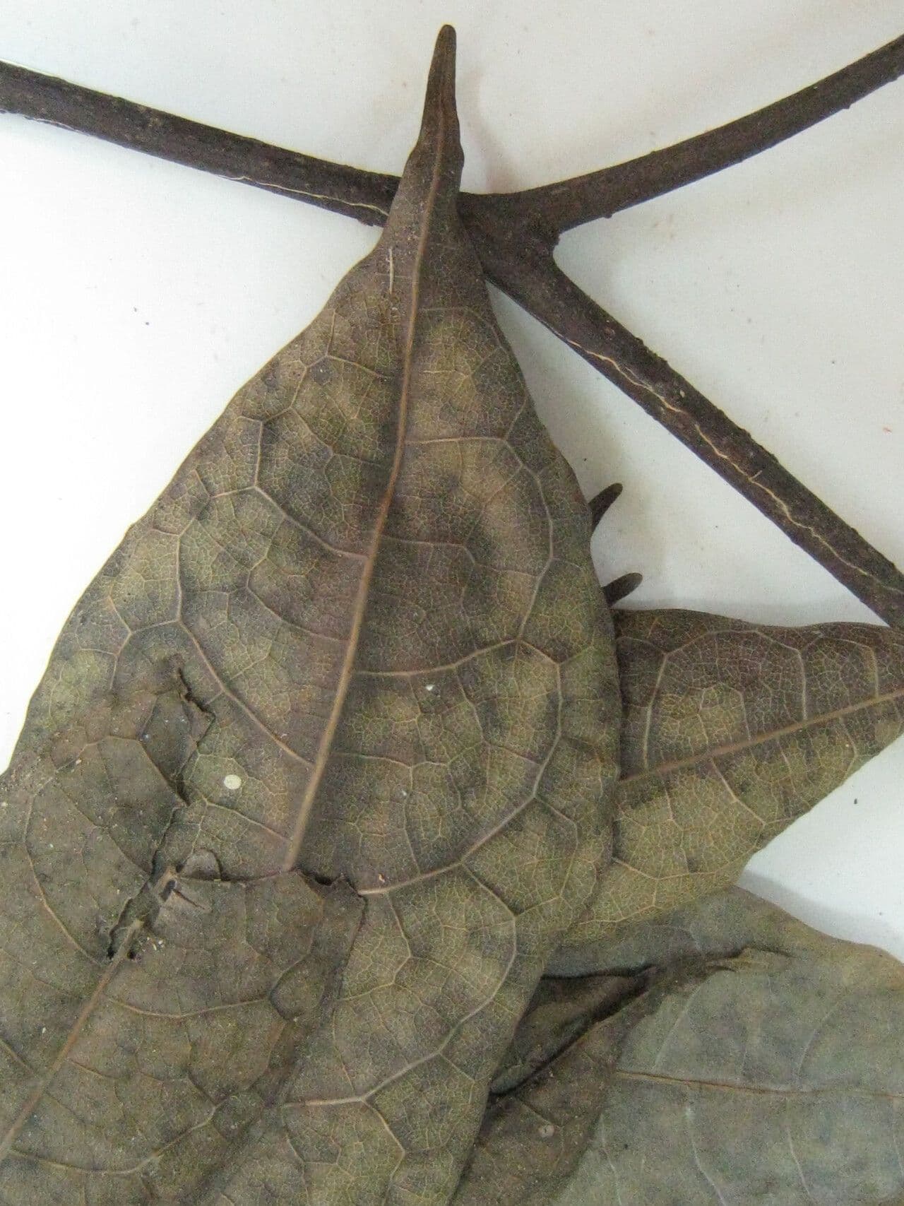 Ocotea 8