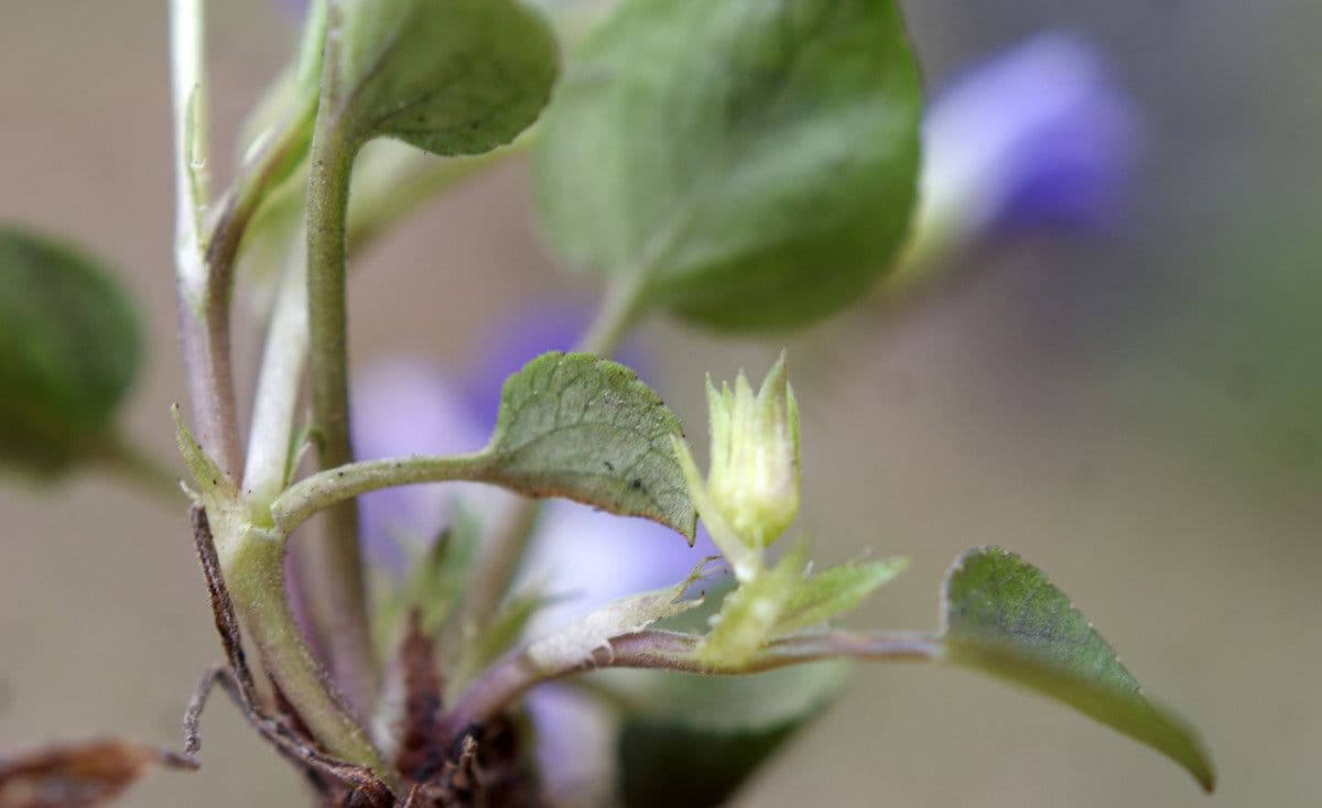 Viola rupestre 9