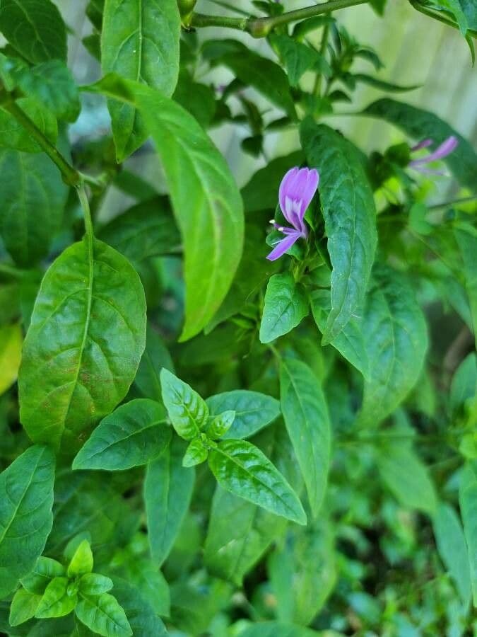 Ala piegata ramificata 15