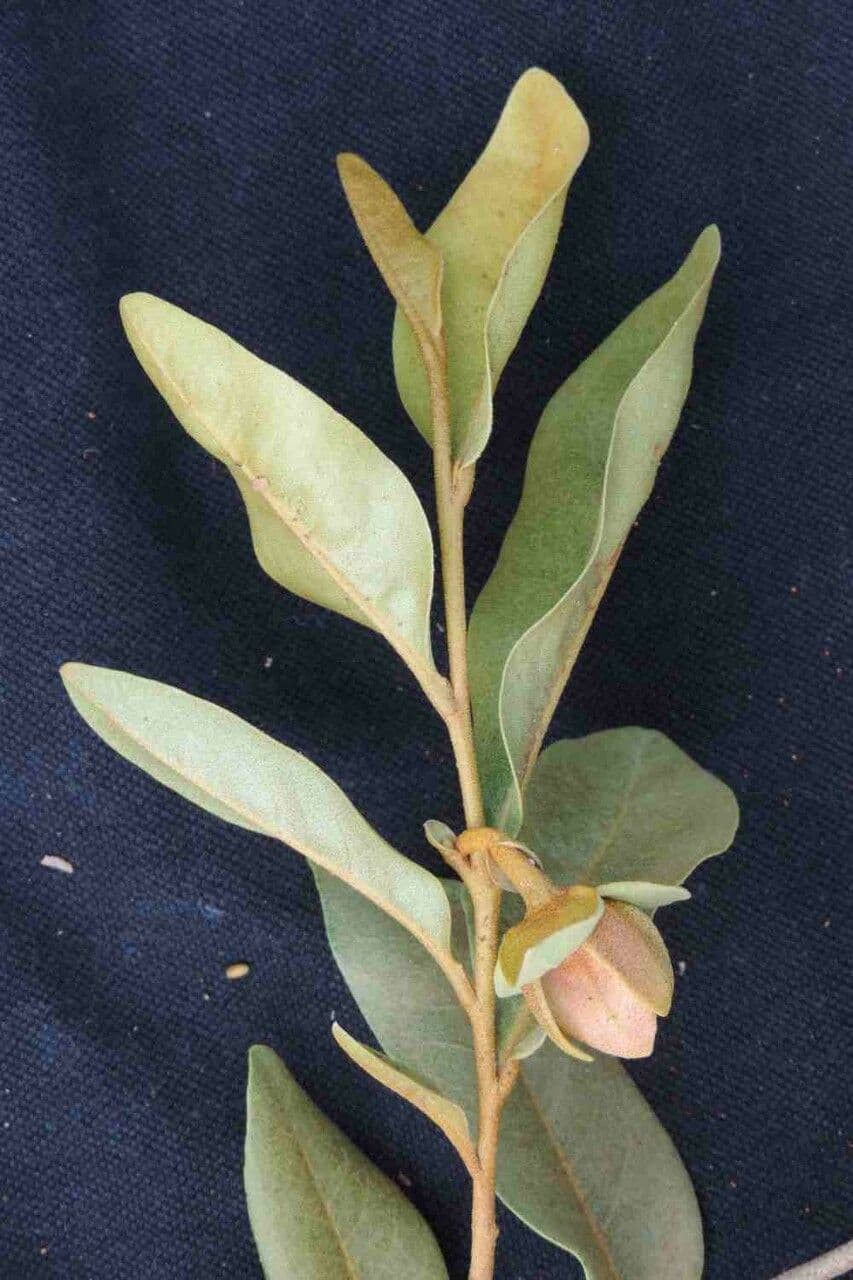 Duguetia 7