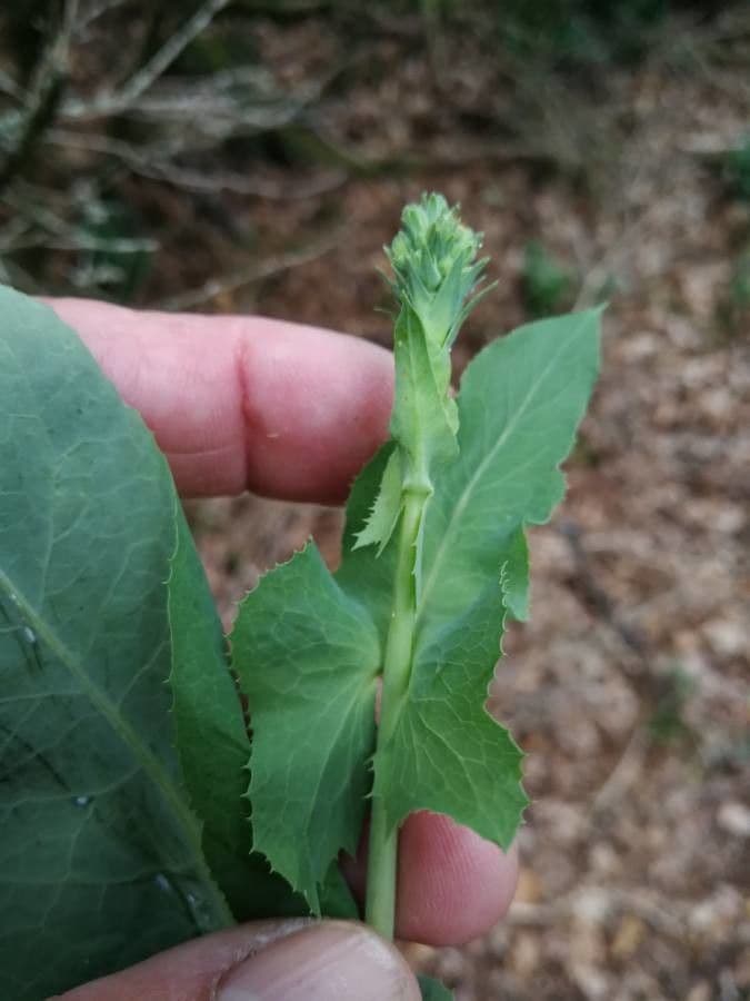 Lechuga amarga 3