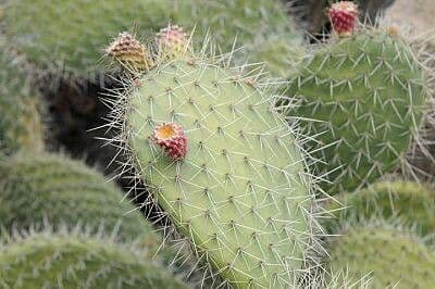 Opuntia leucotricha 16