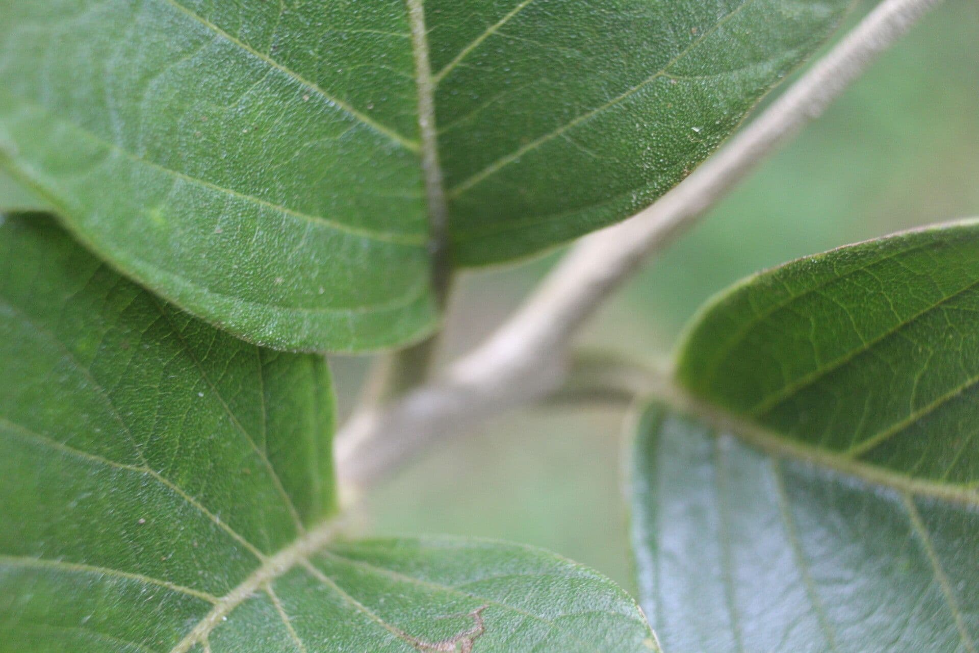 Cordia panamensis 9