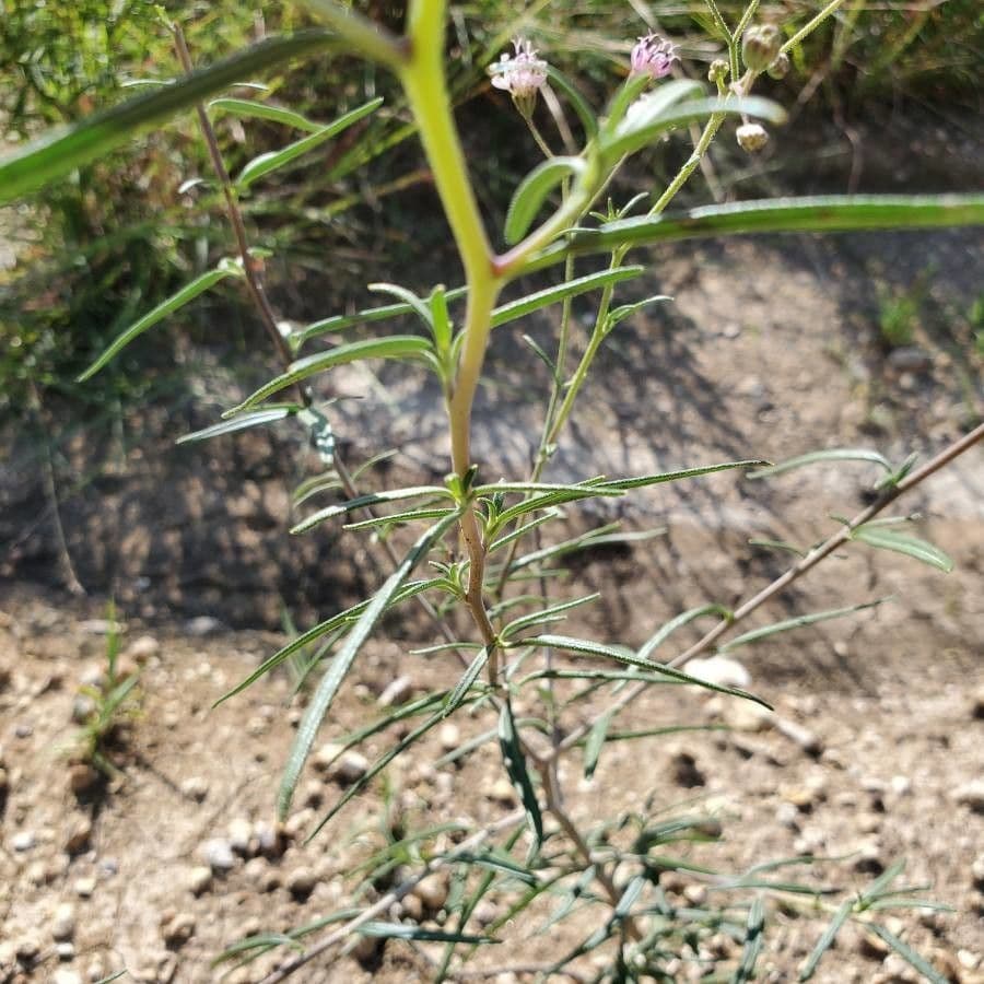 Palafoxia rosata 6