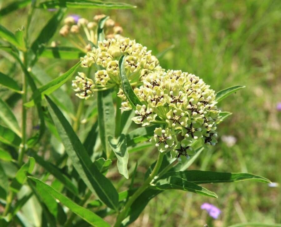 Asclepias asperula 8