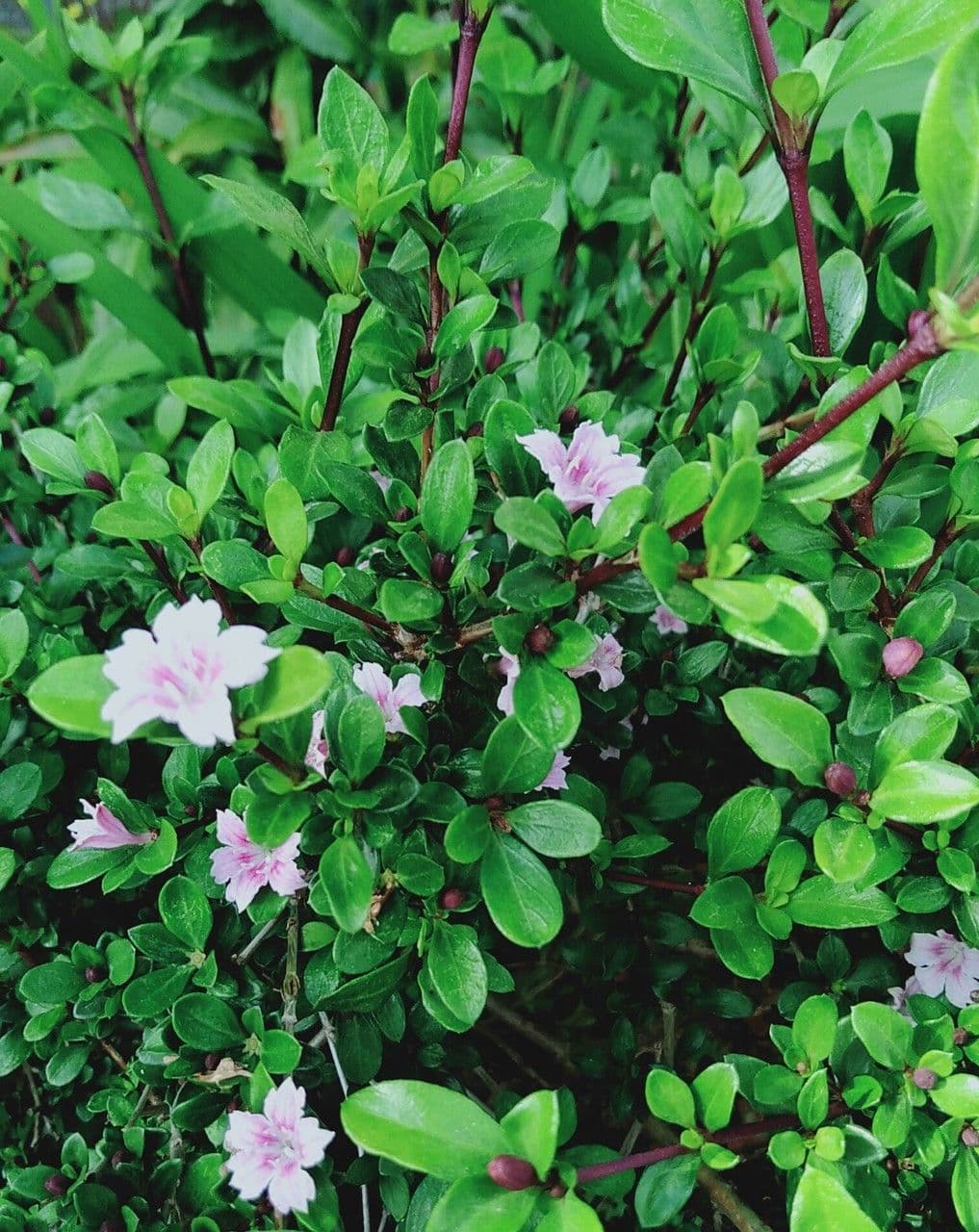Serissa 15